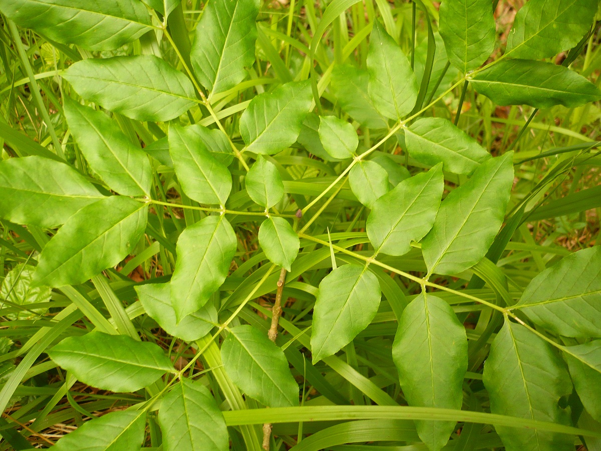 Fraxinus ornus subsp. ornus (Oleaceae)
